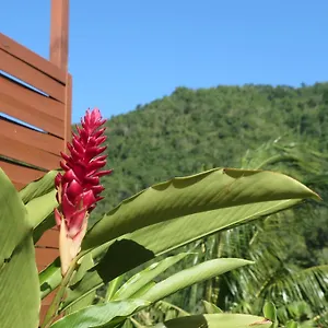 Bougain Fleuri , Deshaies Guadeloupe